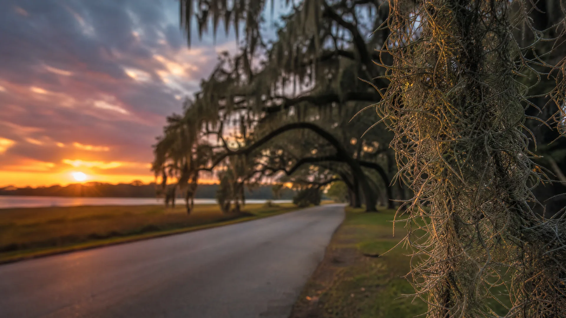 A two-lane road curves beneath oak branches draped with Spanish moss at sunset, with a body of water and orange-and-blue sky on the left and a moss-covered trunk filling the right foreground.