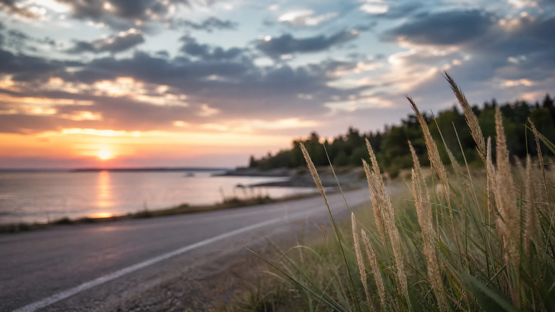 A paved road with a painted white edge line curves along a calm shoreline at sunset, with tall grass seed heads in sharp focus in the foreground and a dark treeline on the right.